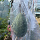 Local Seasonal Vegetable Bag 本地時令菜包