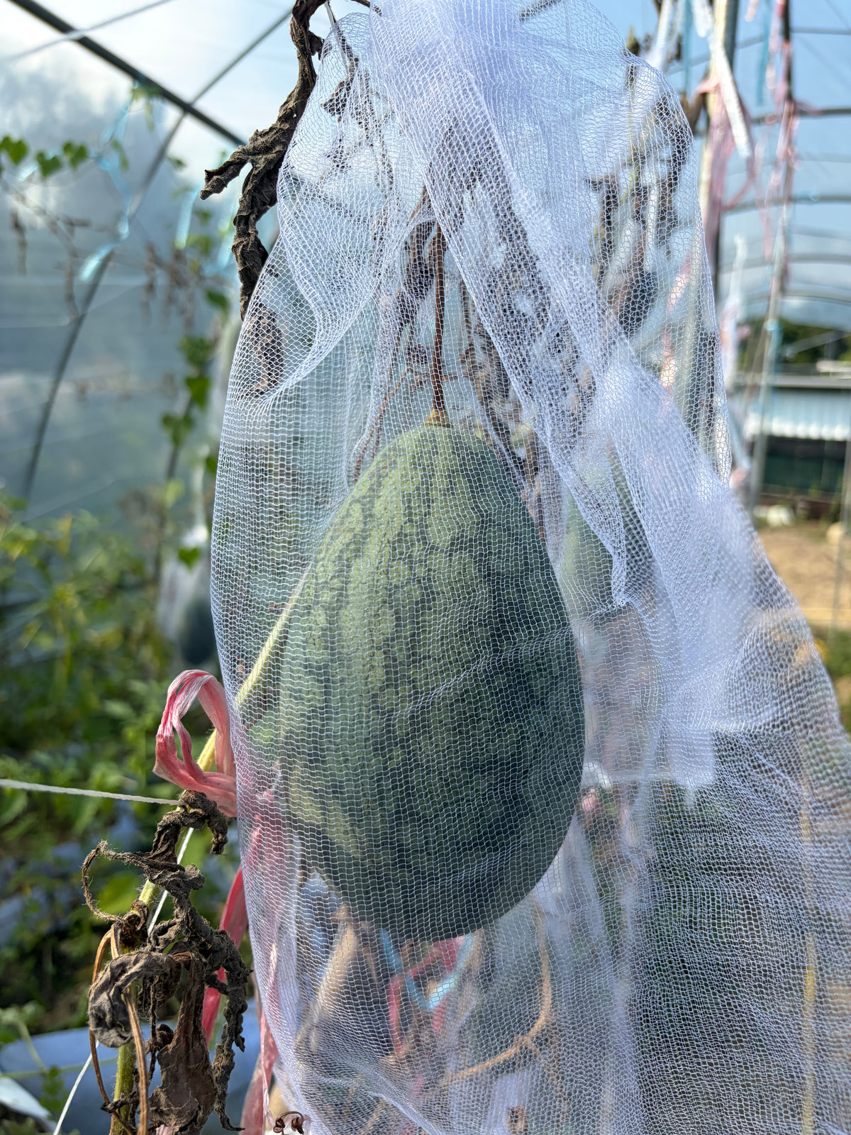 Local Seasonal Vegetable Bag 本地時令菜包
