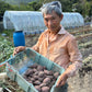 Local Seasonal Vegetable Bag 本地時令菜包