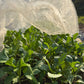 Local Seasonal Vegetable Bag 本地時令菜包