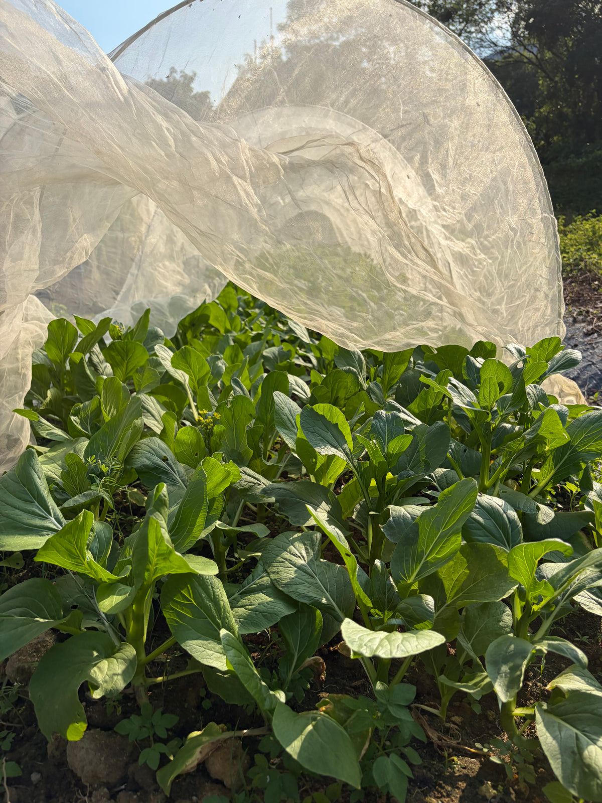 Local Seasonal Vegetable Bag 本地時令菜包
