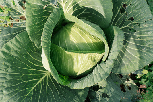 Local Seasonal Vegetable Bag 本地時令菜包（國泰員工專屬 Cathay Staff Only）
